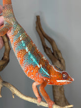 Load image into Gallery viewer, Side profile of Ambilobe Panther Chameleon male featuring strong red coloration and contrasting blue bars
