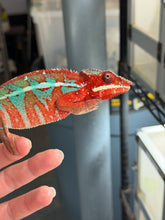 Load image into Gallery viewer, Side profile of a male Ambilobe Panther Chameleon with red body coloration and blue bars
