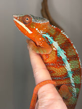 Load image into Gallery viewer, Side profile of male Ambilobe Panther Chameleon with saturated red body and bright blue bars
