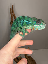 Load image into Gallery viewer, Young Ambilobe Panther Chameleon with strong red and blue bloodline
