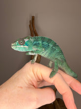 Load image into Gallery viewer, Ambilobe Panther Chameleon from red and blue lineage developing vibrant color

