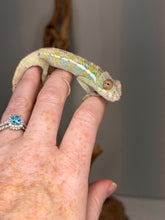 Load image into Gallery viewer, Captive bred male Ambilobe Panther Chameleon with colorful developing pattern
