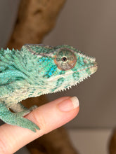 Load image into Gallery viewer, Young Ambilobe chameleon from red and blue bloodline
