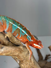 Load image into Gallery viewer, Male Ambilobe Panther Chameleon showing striking red body coloration and electric blue bars
