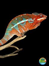 Load image into Gallery viewer, Male Ambilobe Panther Chameleon displaying a vivid red body and bright blue bars from European bloodlines
