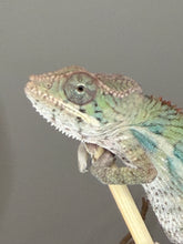 Load image into Gallery viewer, Close-up of a young Panther Chameleon developing a bright red dorsal crest.
