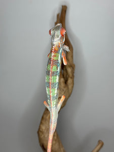 Full-body image of red Ambilobe Panther Chameleon from Flash Jr. x Aslan pairing