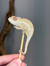 Load image into Gallery viewer, Flash and Aslan young male Ambilobe Panther Chameleon with red and yellow colors
