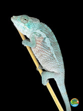 Load image into Gallery viewer, Future Red Panther Chameleon from top-quality Firestorm x Red Tide bloodline
