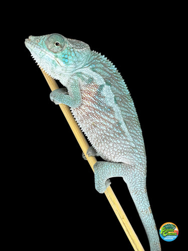 Future Red Panther Chameleon from top-quality Firestorm x Red Tide bloodline