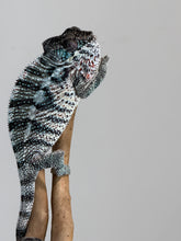 Load image into Gallery viewer, Close-up of a young male Ambilobe Panther Chameleon showing beautiful developing red rain.
