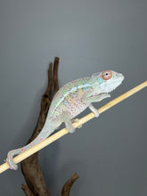 Load image into Gallery viewer, Flash and Aslan young male Ambilobe Panther Chameleon with developing colors
