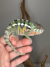 Load image into Gallery viewer, Panther Chameleon basking under natural light
