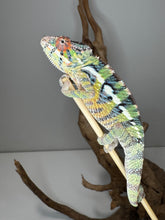 Load image into Gallery viewer, Young male Panther Chameleon perched on branch
