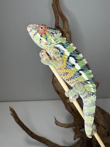 Young male Panther Chameleon perched on branch