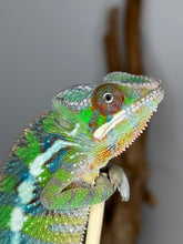 Load image into Gallery viewer, Exact Sambava x Ambilobe Panther Chameleon available from FramsChams
