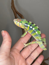 Load image into Gallery viewer, Colorful Sambava x Ambilobe Panther Chameleon hybrid for sale
