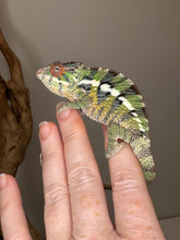 Load image into Gallery viewer, Young male chameleon showing calm and relaxed temperament
