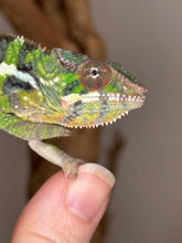 Load image into Gallery viewer, Close-up of vibrant juvenile male Sambava x Ambilobe Panther Chameleon
