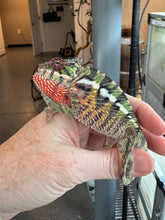 Load image into Gallery viewer, Healthy juvenile Sambava x Ambilobe Panther Chameleon for sale

