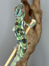 Load image into Gallery viewer, Hand-tame Sambava x Ambilobe Panther Chameleon
