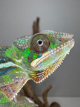 Load image into Gallery viewer, Close-up of healthy juvenile Sambava x Ambilobe Panther Chameleon
