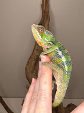 Load image into Gallery viewer, Juvenile Sambava x Ambilobe Panther Chameleon perched, showing early red and green colors
