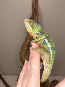 Juvenile Sambava x Ambilobe Panther Chameleon perched, showing early red and green colors