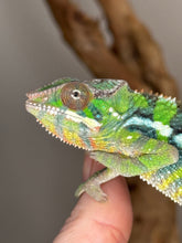 Load image into Gallery viewer, Juvenile male Panther Chameleon showing hand-tame personality
