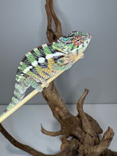 Load image into Gallery viewer, Side profile of young Panther Chameleon with vibrant reds and greens
