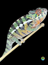 Load image into Gallery viewer, Juvenile Sambava x Ambilobe hybrid Panther Chameleon showing bold red and green colors
