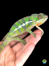 Load image into Gallery viewer, Juvenile male Sambava x Ambilobe Panther Chameleon showing emerging red and green colors
