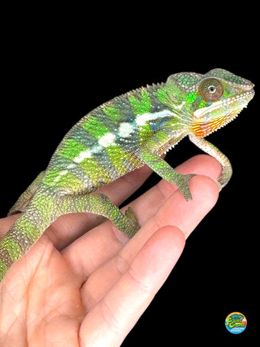 Juvenile male Sambava x Ambilobe Panther Chameleon showing emerging red and green colors