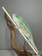 Load image into Gallery viewer, Young Panther Chameleon hybrid showing early rainbow hues
