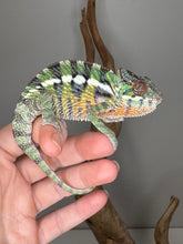 Load image into Gallery viewer, Side profile of young Panther Chameleon with vibrant reds and greens

