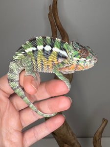 Side profile of young Panther Chameleon with vibrant reds and greens