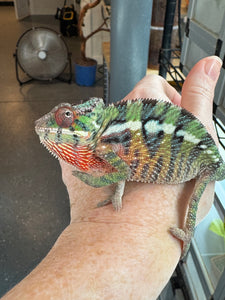 Chameleon perched showing vibrant color contrast