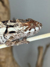 Load image into Gallery viewer, Close-up of healthy female Sambava Panther Chameleon juvenile
