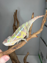 Load image into Gallery viewer, Close-up of Marley line Sambava panther chameleon male with detailed patterning
