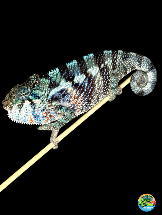 Young Ambanja Panther Chameleon showing early blue and turquoise coloration