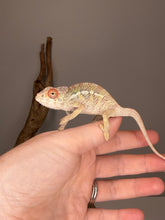 Load image into Gallery viewer, Young male Ambilobe Panther Chameleon with vibrant scarlet red and sunny yellow coloration
