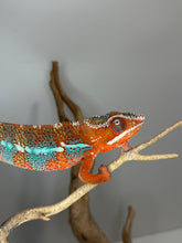 Load image into Gallery viewer, Show-quality male Ambilobe Panther Chameleon displaying rich red coloration with brilliant blue barring and strong European genetic influence

