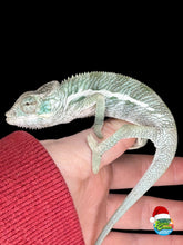 Load image into Gallery viewer, Shy Ambanja Panther Chameleon male showing soft blue and green colors
