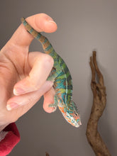 Load image into Gallery viewer, Side profile of slightly shy Ambilobe Panther Chameleon perched on natural branch

