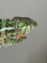 Load image into Gallery viewer, Ambilobe Panther Chameleon looking curious and cautious
