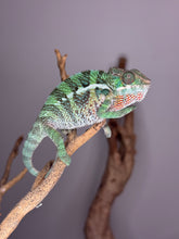 Load image into Gallery viewer, Shy Ambilobe chameleon resting on a branch in enclosure
