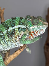 Load image into Gallery viewer, Gentle Ambilobe Panther Chameleon displaying unique coloration
