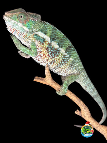 Shy Sweet Mystery Ambilobe Panther Chameleon perched on a branch
