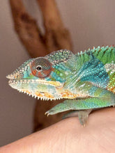 Load image into Gallery viewer, Sire Aslan – bright red and blue Ambilobe Panther Chameleon
