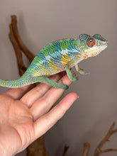 Load image into Gallery viewer, Sire Flash – calm, colorful Ambilobe Panther Chameleon
